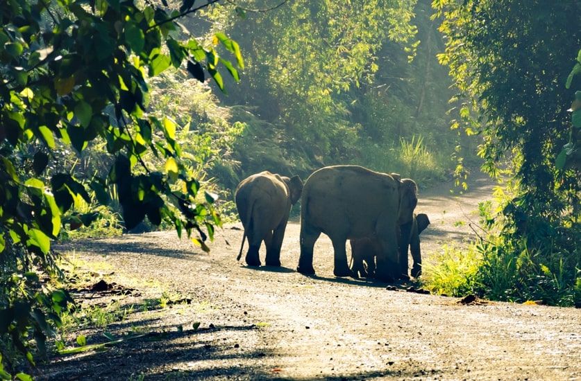 Pygmy Elephants - one of the thousands of species residing in Danum Valley