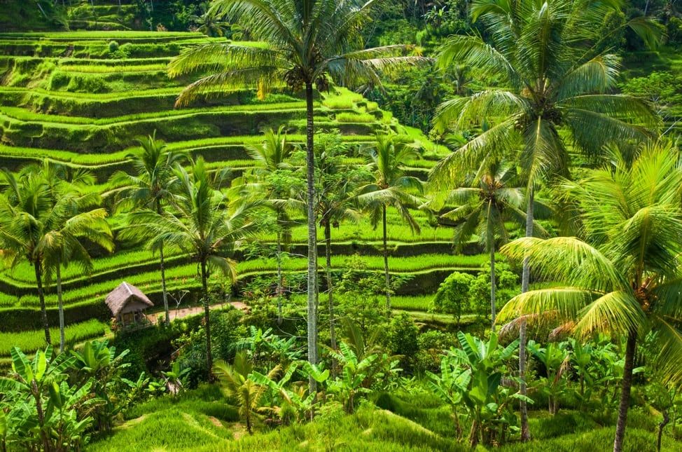 Begin your experience with a scenic walk through the Ubud Traditional Spa’s lush garden.