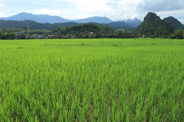 Rice field in Nan, Thailand. Image courtesy of the Tourism Authority of Thailand.