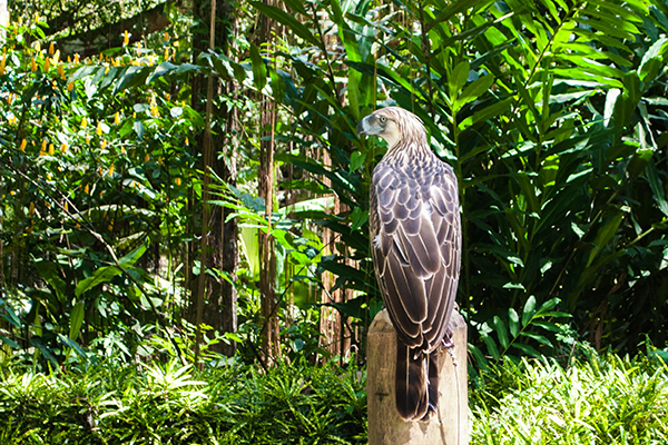 Philippine Eagle in its namesake Center