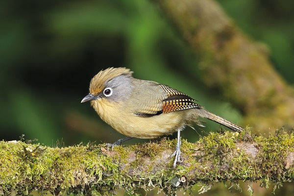Spectacled barwing at Ma Klang Hill, Chiang Mai, Thailand. Image courtesy of the Tourism Authority of Thailand. 