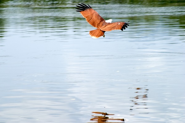 Eagle flying over water in Langkawi Island, Malaysia. Image courtesy of Malaysia Tourism.
