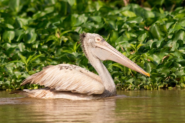 Spot-billed pelican at Battambang, Cambodia. Adam/Creative Commons