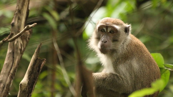 Macaque at Bako National Park, Sarawak, Malaysia