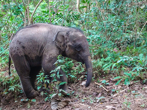 Baby elephant at MandaLao Elephant Sanctuary, Laos