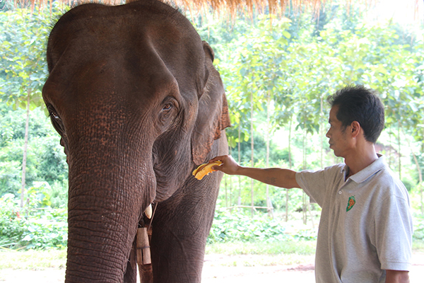 Elephant getting some much needed TLC at Green Hill Valley Elephant Camp, Myanmar