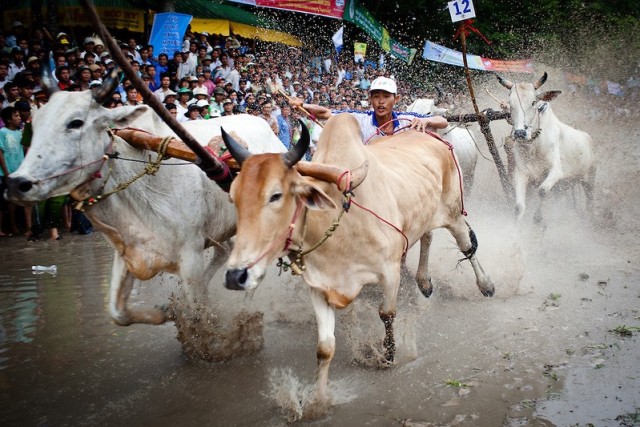 No small matter, the Ox race festival