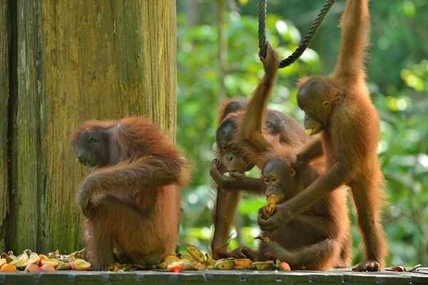 Orangutans in Sepilok. Image courtesy of Tourism Malaysia, used with permission.