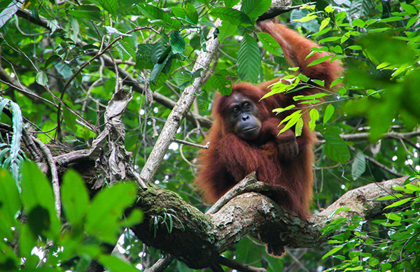 Orangutan in Gunung Leuser National Park, Malaysia. Image courtesy of Travelsauro.