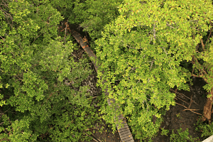Aerial View of a Mangrove Forest in Ream National Park.