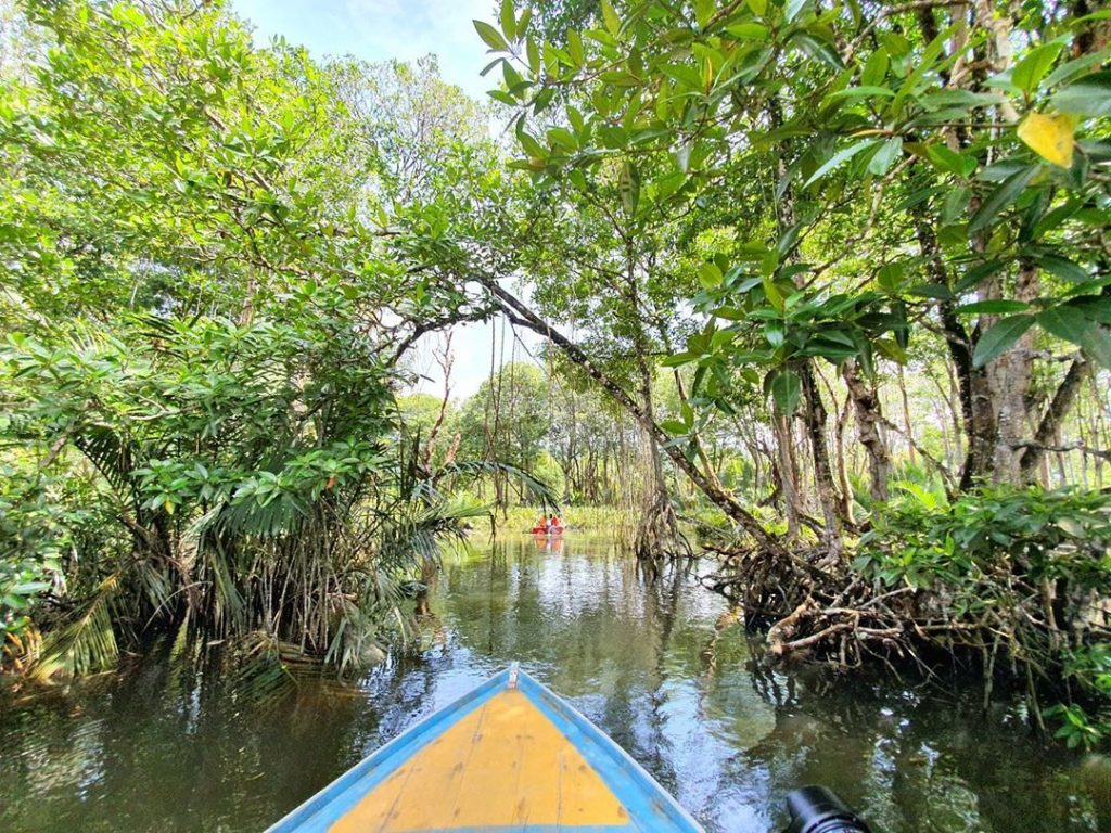 Mangrove River Safari | Visit SE Asia
