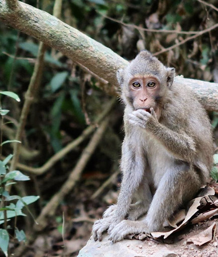 Kep National Park provides an oasis for anyone looking to immerse themselves in nature and wildlife, as you walk, keep your eye out for monkeys, often spotted along the trail.