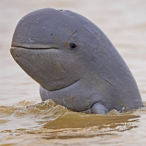 A distinct breed of dolphin found in Laos, Irrawaddy dolphins look as if they could be part whale with their round features.