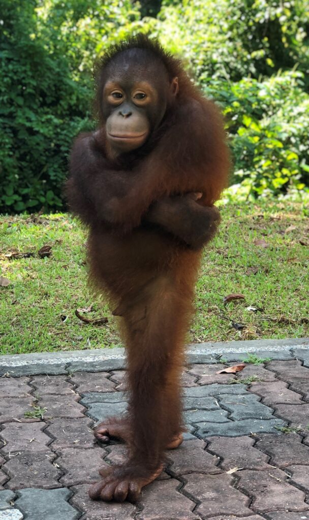 Sepilok Orangutan Rehabilitation Centre in Sabah will have you amazed at the sight of orangutans up close.