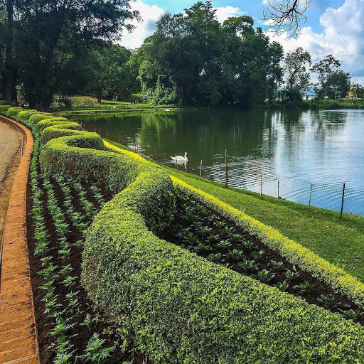 Across 435 acres, the National Kandawgyi Gardens bring visitors on a serene journey through manicured flora.