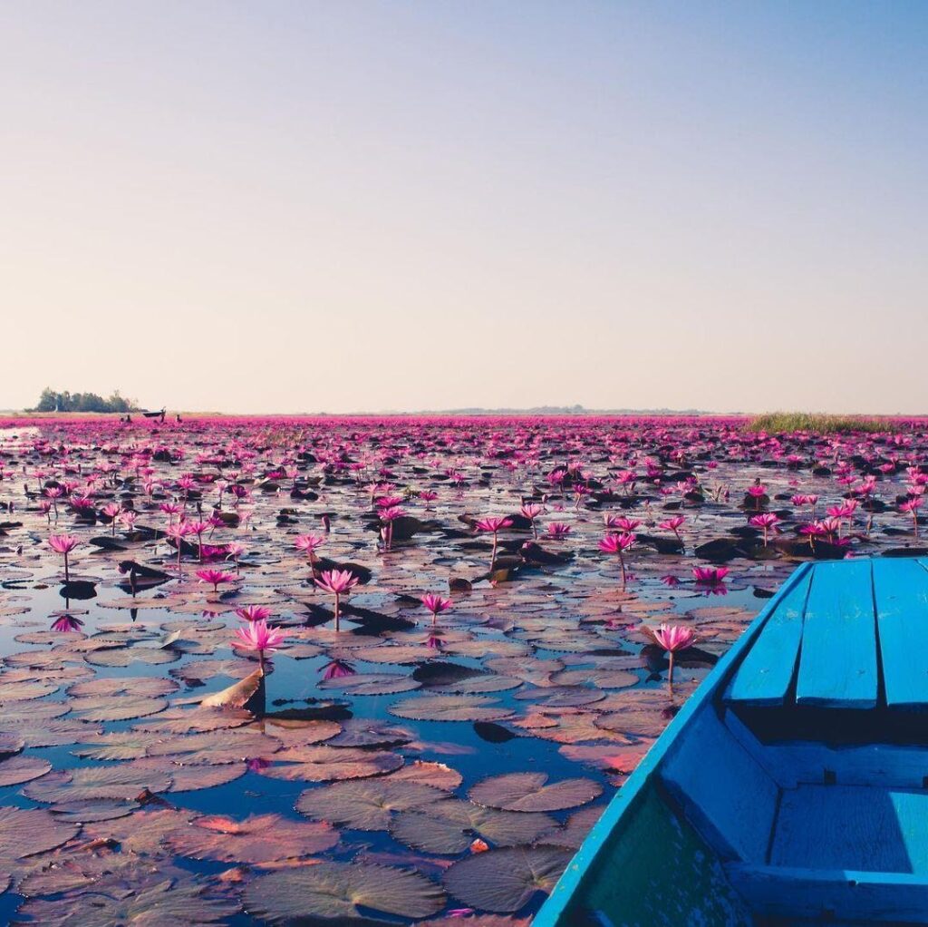 Suppose you’re in the province of Udon Thani between December-February. In that case, you’ll have a special opportunity to see the Red Lotus Sea in full bloom, one of Thailand’s natural beauties.