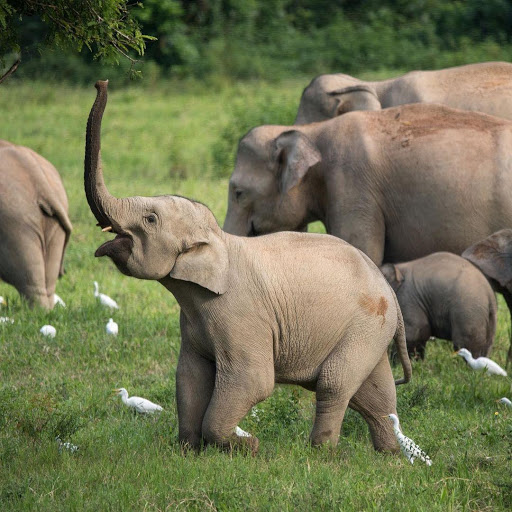 Kui Buri National Park in Prachuap Khiri Khan provides your best chances to observe herds of wild elephants and guars.