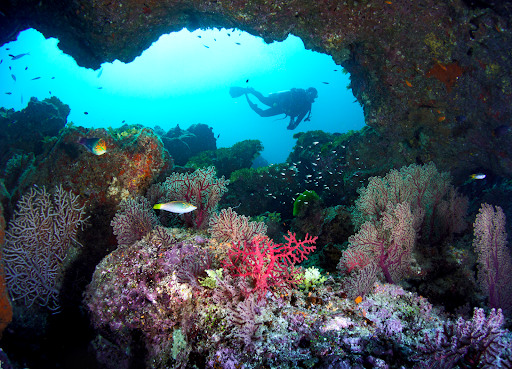 Coral and Marine Life in the Andaman Sea.