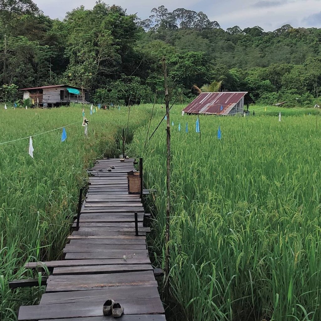 Sumbiling Eco Village is the ideal spot for travelers longing to connect with nature and experience the traditions and delectable cuisines of the local Iban culture.